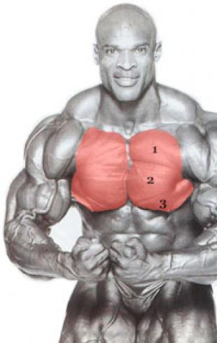 Мышцы грудины как накачать